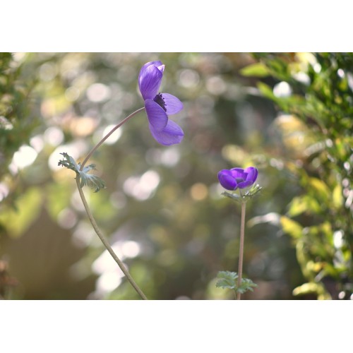 TAIR-3- Phs f4.5/300mm OBIETTIVO VINTAGE RUSSO 2