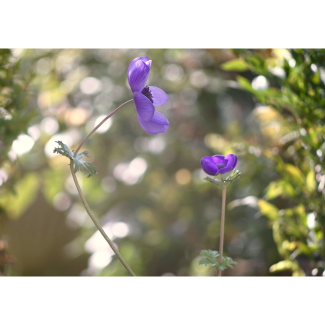 TAIR-3- Phs f4.5/300mm OBIETTIVO VINTAGE RUSSO