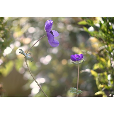 TAIR-3- Phs f4.5/300mm OBIETTIVO VINTAGE RUSSO